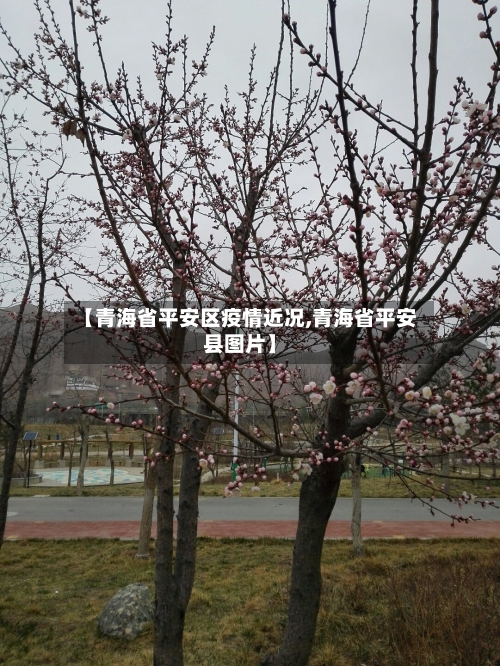 【青海省平安区疫情近况,青海省平安县图片】-第1张图片